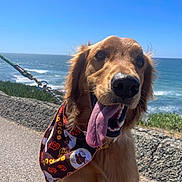 Bear is registered to the contest to win money with this photo: dog, golden_retriever, tongue_out, bandana, leash, outdoor, ocean, sky, sunny, happy, pet, canine, walking, coast, sea, nature, animal, summer, portrait, daytime