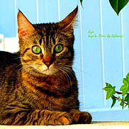 Naya a rejoint le concours — aidez-le/la à gagner de superbes lots ! cat, tabby, green_eyes, animal, pet, fur, whiskers, close_up, alert, curious, lying_down, outdoor, leaf, plant, background, portrait, mammal, nature, feline, domestic