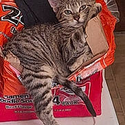 Tiny joined the competition — help win amazing prizes! cat, tabby_cat, feline, box, cardboard_box, ramen_packaging, food_packaging, indoor, pet, relaxed, lounging, stripes, paw, tail, whiskers, green_eyes, closeup, countertop, plastic_bag, curious