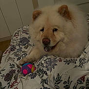 Snow participe au concours pour gagner de l'argent avec cette photo : animal, bed, bedroom, cozy, cream_colored, dog, floral_bedding, fluffy, happy, home, indoors, lying_down, open_mouth, pet, portrait, relaxed, squeaky_toy, tongue, toy, white_fur
