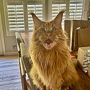 Zeeko is registered to the contest to win money with this photo: cat, maine_coon, orange_cat, fluffy, table, indoor, window_shutters, brown_paper_bags, cardboard_boxes, wooden_table, pet, feline, fur, sitting, mouth_open, expressive, domestic_animal, household, daylight, curtains