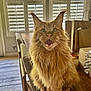 cat, maine_coon, orange_cat, fluffy, table, indoor, window_shutters, brown_paper_bags, cardboard_boxes, wooden_table, pet, feline, fur, sitting, mouth_open, expressive, domestic_animal, household, daylight, curtains