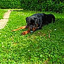 animal, backyard, canine, dog, field, grass, grassland, green, herbal, herbs, lawn, nature, outdoors, path, pet, plant, puppy, tree, vegetation, yard