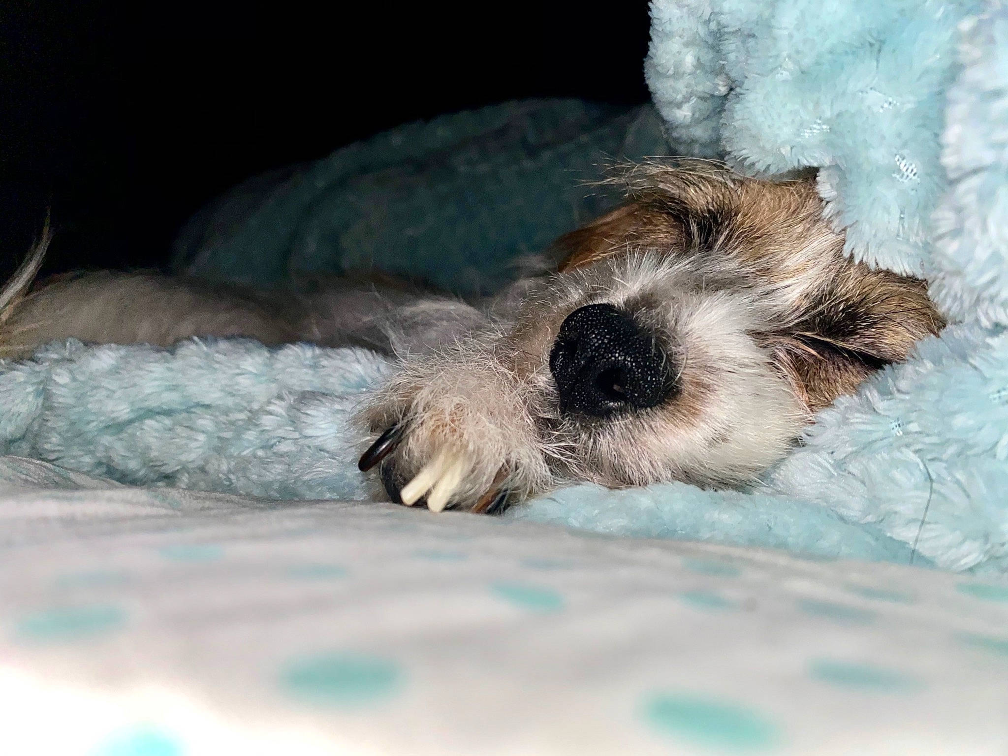 Chippy is registered to the contest to win money with this photo: canidae, carnivore, claw, comfort, companion_dog, dog, dog_breed, fawn, fur, nap, non_sporting_group, paw, sleep, small_terrier, snout, sporting_group, tail, terrier, toy_dog, whiskers