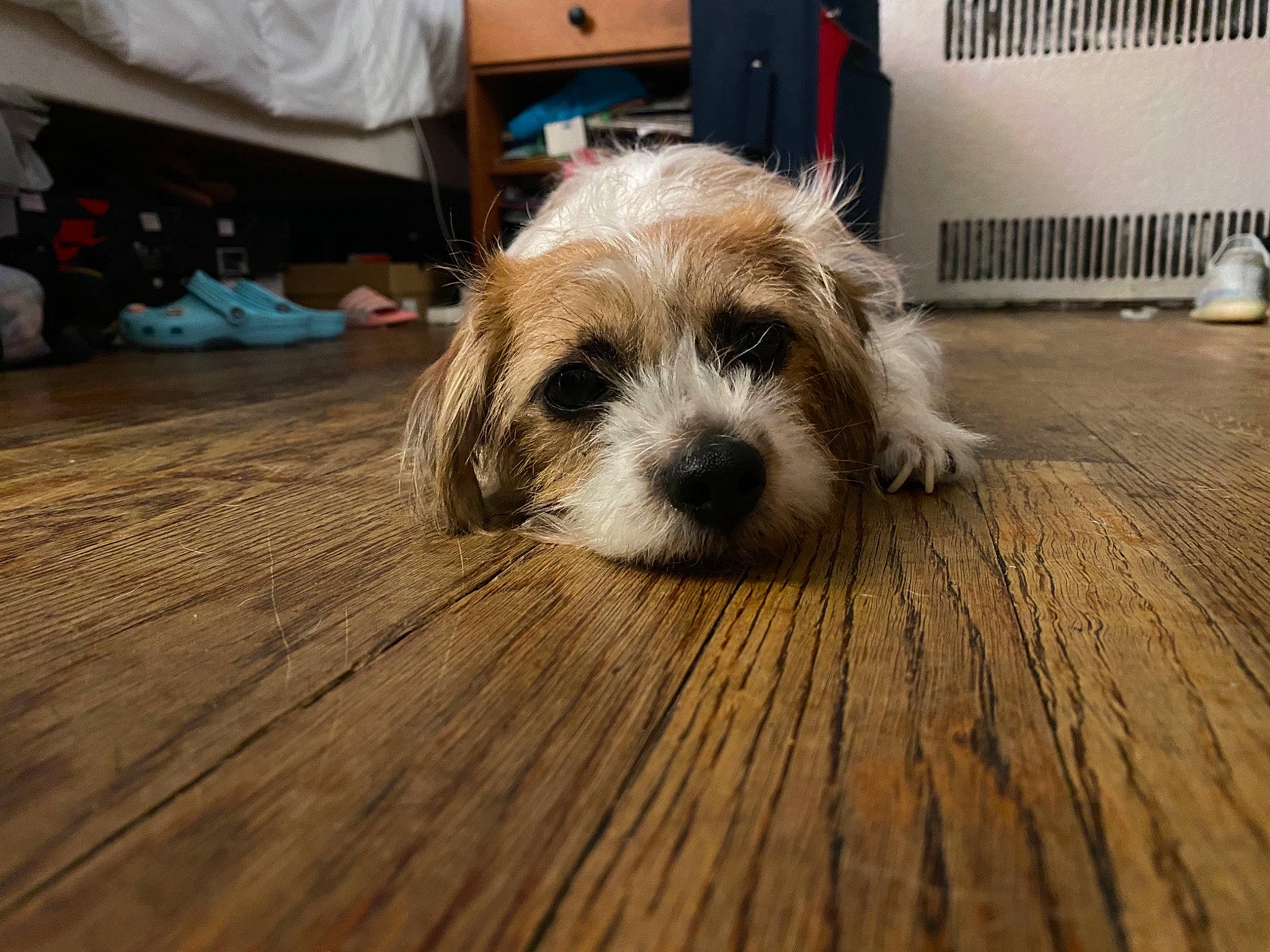 Chippy is registered to the contest to win money with this photo: carnivore, companion_dog, dog, dog_breed, dog_supply, fawn, floor, flooring, hardwood, laminate_flooring, paw, plank, small_terrier, terrier, toy_dog, whiskers, wood, wood_flooring, wood_stain, working_animal