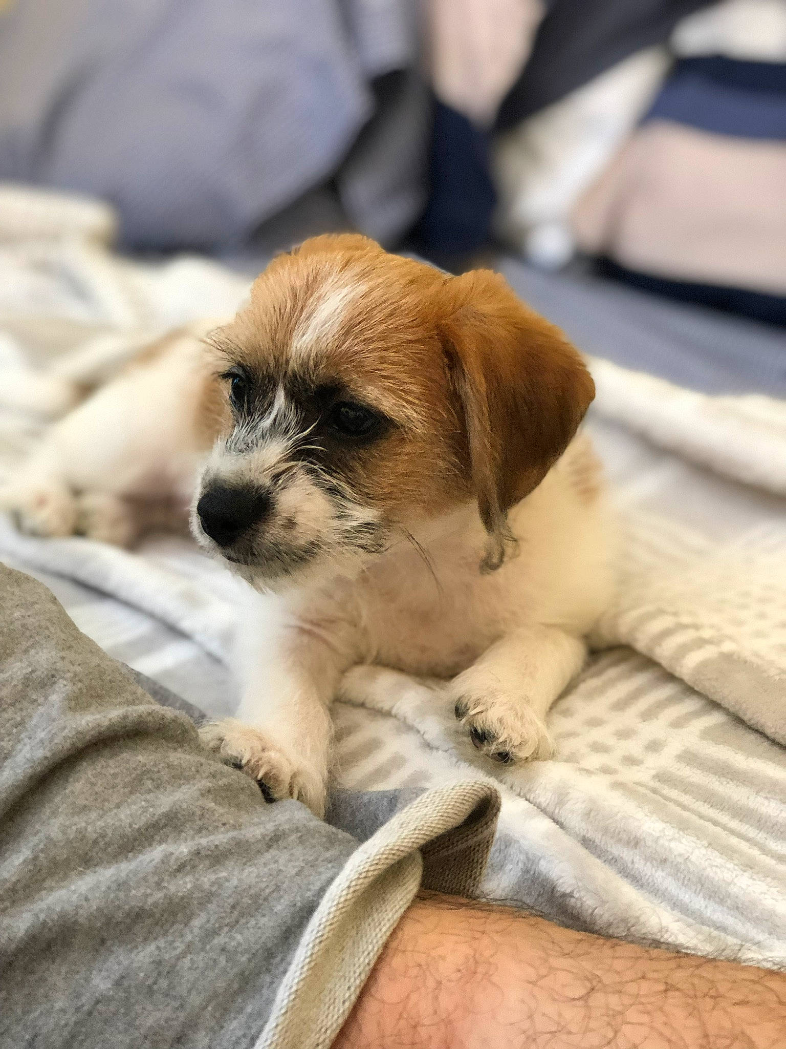 Chippy joined the competition — help win amazing prizes! canidae, carnivore, comfort, companion_dog, dog, dog_breed, door, fawn, fur, linens, non_sporting_group, paw, sporting_group, terrestrial_animal, toy_dog, whiskers