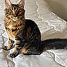 cat, tabby, long_hair, fluffy, pet, animal, feline, sitting, bed, bedroom, white_bedding, pillow, headboard, indoors, portrait, golden_eyes, pointed_ears, striped_fur, tail, alert
