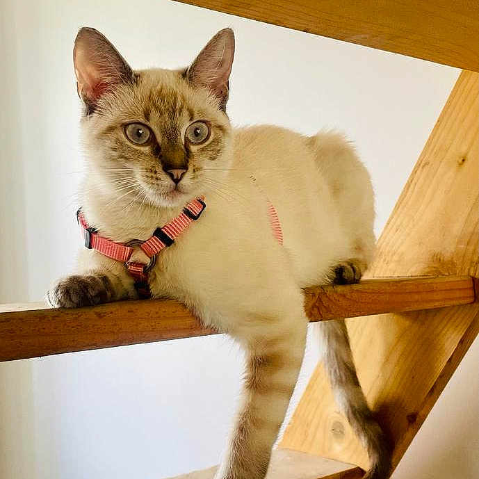 Bianca