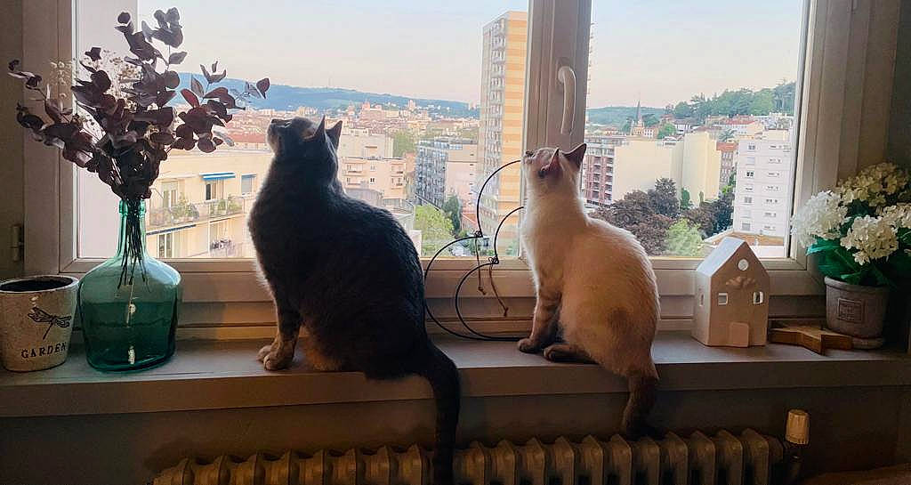 Miette participe au concours pour gagner de l'argent avec cette photo : building, carnivore, cat, domestic_short_haired_cat, felidae, flower, flowerpot, fur, houseplant, mammal, plant, roof, room, sky, small_to_medium_sized_cats, tail, tree, whiskers, window, wood