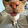 Ginger