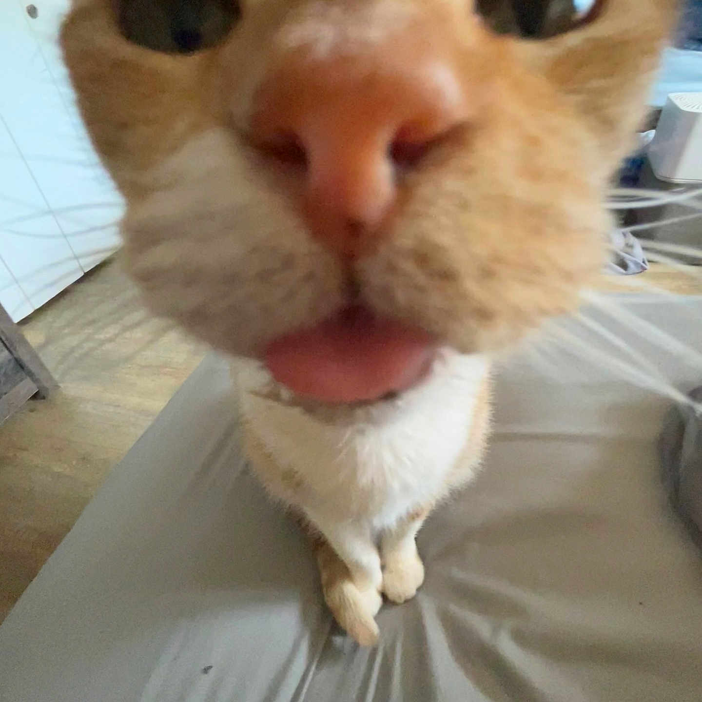 Ginger joined the competition — help win amazing prizes! animal, bed, blanket, cat, close, closeup, curious, cute, domestic, feline, floor, fur, indoor, nose, orange, paws, pet, tongue, whiskers, white