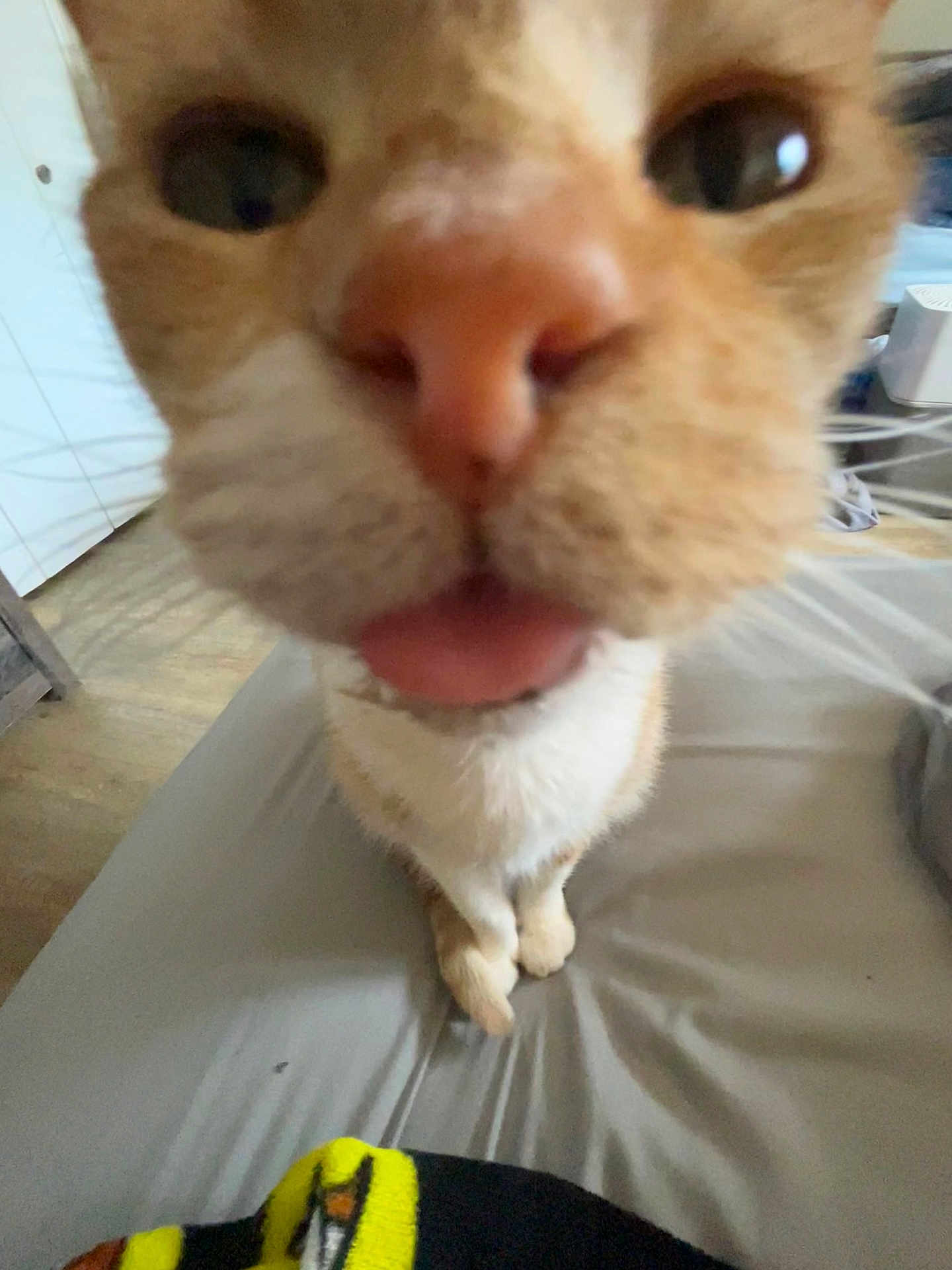 Ginger joined the competition — help win amazing prizes! cat, closeup, nose, tongue, bed, fur, whiskers, indoor, curious, pet, animal, orange, white, paws, floor, blanket, feline, cute, domestic, close