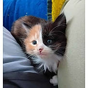 Félina participe au concours pour gagner de l'argent avec cette photo : kitten, cat, calico, furry, blue_eyes, indoor, cushion, fabric, cute, pet, animal, small, whiskers, soft, cozy, young, curious, closeup, domestic_cat, fluffy
