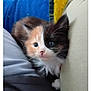 kitten, cat, calico, furry, blue_eyes, indoor, cushion, fabric, cute, pet, animal, small, whiskers, soft, cozy, young, curious, closeup, domestic_cat, fluffy