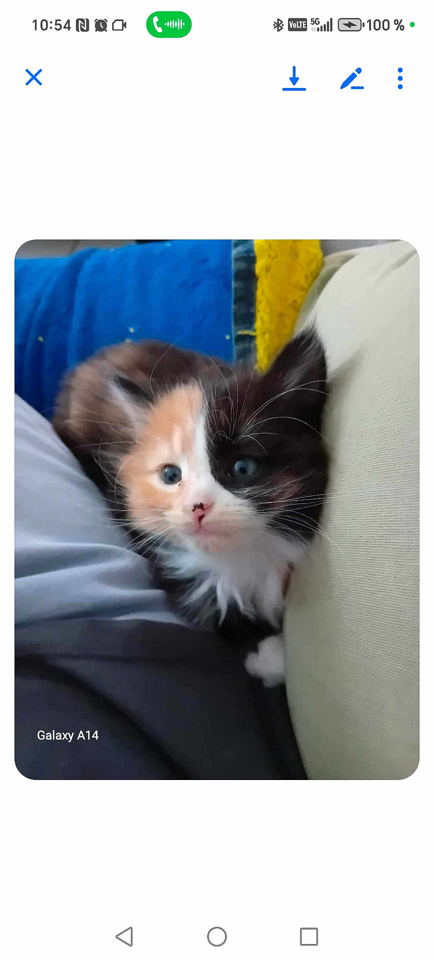 Félina participe au concours pour gagner de l'argent avec cette photo : kitten, cat, calico, furry, blue_eyes, indoor, cushion, fabric, cute, pet, animal, small, whiskers, soft, cozy, young, curious, closeup, domestic_cat, fluffy