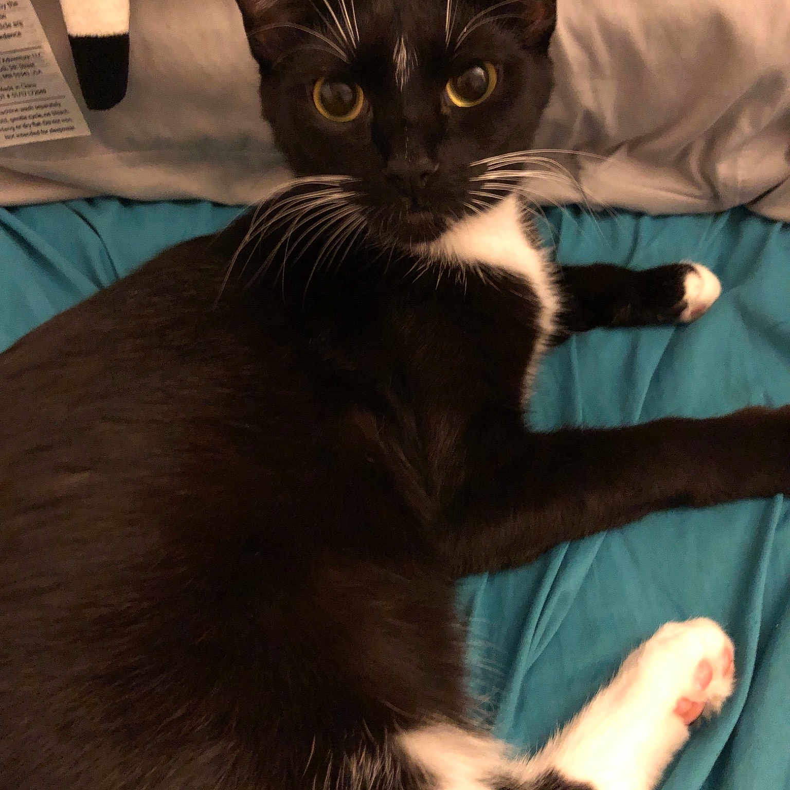 Storm joined the competition — help win amazing prizes! asian, black_cat, carnivore, cat, claw, domestic_short_haired_cat, eye, felidae, fur, kitten, mammal, oriental_longhair, small_to_medium_sized_cats, tail, vertebrate, whiskers