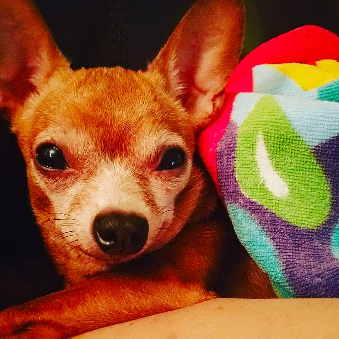 Cinnamon is registered to the contest to win money with this photo: canidae, carnivore, comfort, companion_dog, dog, dog_breed, dog_sports, dog_supply, ear, eye, fashion_accessory, fawn, fur, head, pet_supply, snout, sporting_group, toy_dog, whiskers, working_animal