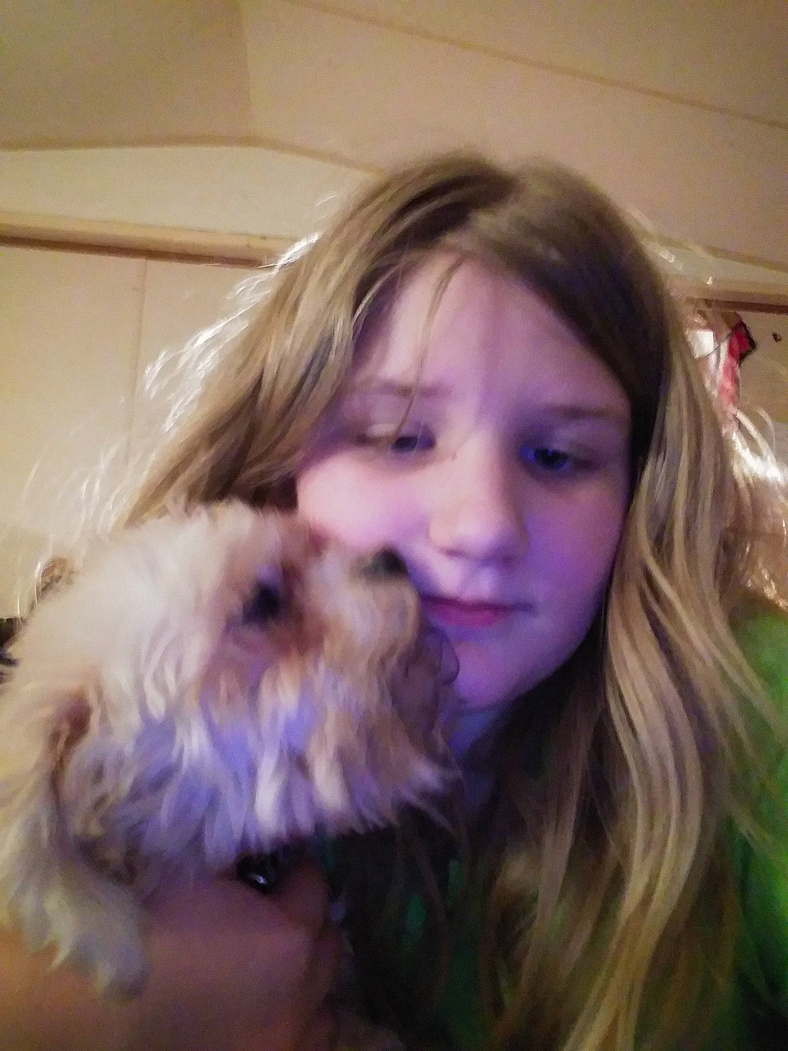 Baby Mcguire is registered to the contest to win money with this photo: brown_hair, carnivore, companion_dog, dog, dog_breed, ear, eye, face, fawn, fun, fur, happy, nose, selfie, small_terrier, sporting_group, surfer_hair, terrier, toy_dog, whiskers