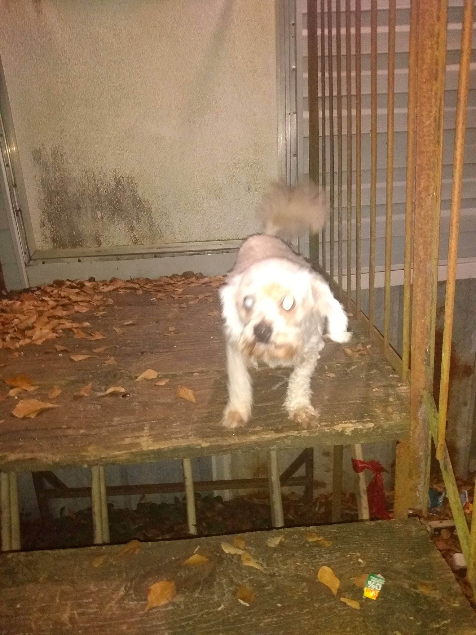 Baby Mcguire joined the competition — help win amazing prizes! animal_shelter, carnivore, chair, companion_dog, dog, dog_breed, dog_crate, dog_supply, fawn, flooring, fur, gun_dog, hardwood, liver, pet_supply, snout, terrestrial_animal, toy_dog, wood, working_animal