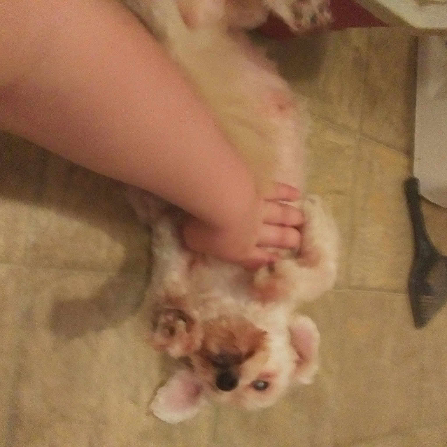 Baby Mcguire