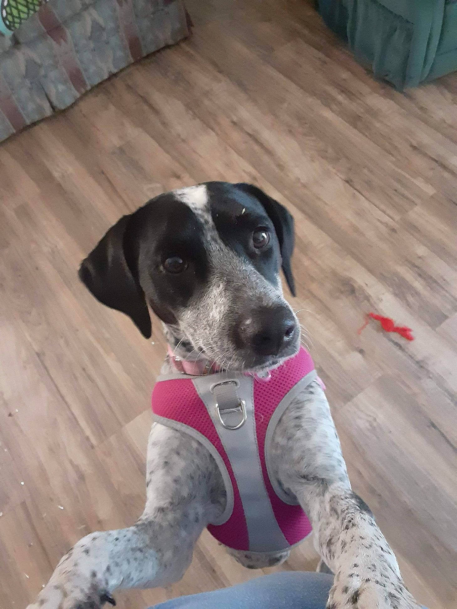 Babygurl is registered to the contest to win money with this photo: canidae, carnivore, collar, companion_dog, dog, dog_breed, fawn, flooring, hardwood, laminate_flooring, pet_supply, plank, snout, sporting_group, varnish, whiskers, wood, wood_flooring, wood_stain, working_animal