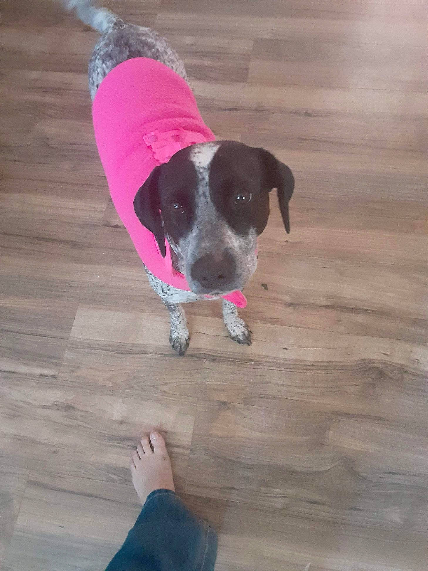 Babygurl joined the competition — help win amazing prizes! canidae, carnivore, companion_dog, dog, dog_breed, electric_blue, fawn, floor, flooring, hardwood, magenta, pet_supply, plank, snout, sporting_group, tail, wood, wood_flooring, wood_stain, working_animal