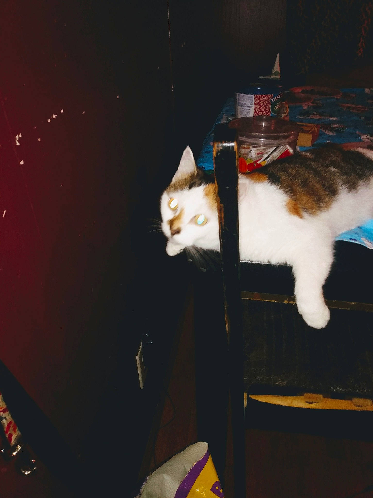 Butterfly Mcguire joined the competition — help win amazing prizes! automotive_lighting, carnivore, cat, darkness, domestic_short_haired_cat, event, felidae, fur, lap, night, paw, plant, room, sitting, small_to_medium_sized_cats, tail, whiskers, wood