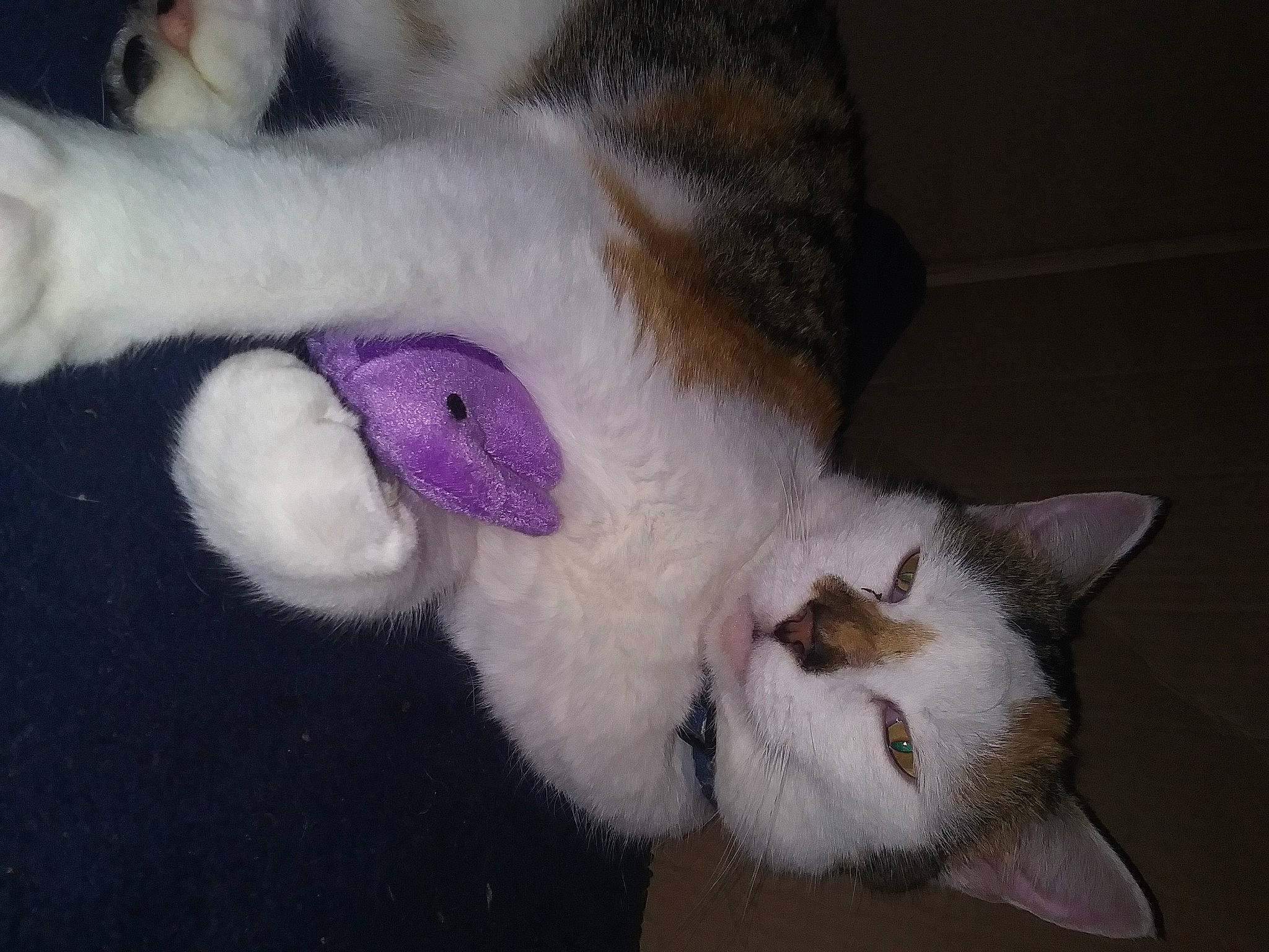 Butterfly Mcguire joined the competition — help win amazing prizes! carnivore, cat, claw, comfort, domestic_short_haired_cat, ear, eye, fang, fawn, felidae, fur, iris, paw, plant, small_to_medium_sized_cats, snout, tail, whiskers