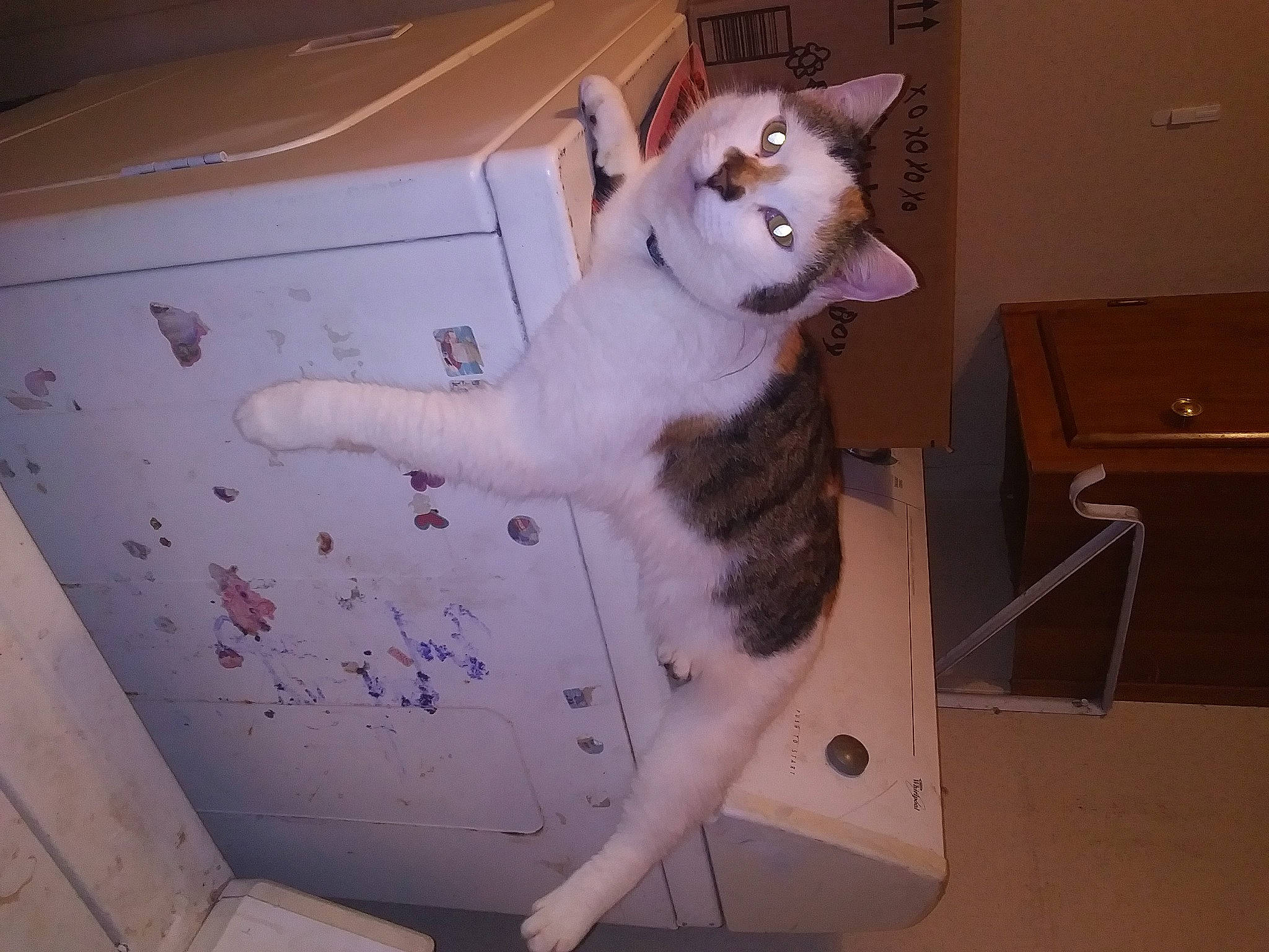 Butterfly Mcguire is registered to the contest to win money with this photo: box, cardboard, carnivore, cat, domestic_short_haired_cat, felidae, flooring, fur, home_appliance, machine, metal, paw, pet_supply, room, small_to_medium_sized_cats, tail, whiskers