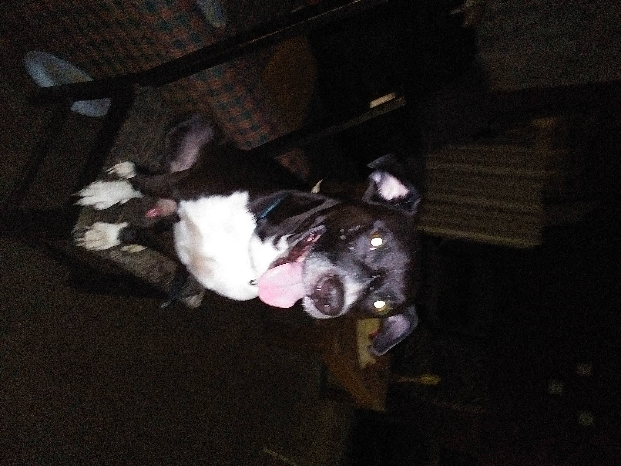 Noah Mcguire is registered to the contest to win money with this photo: auto_part, canidae, carmine, carnivore, companion_dog, darkness, dog, dog_breed, eye, fawn, felidae, fur, room, snout, sporting_group, tail, toy, vehicle_door, whiskers, wood