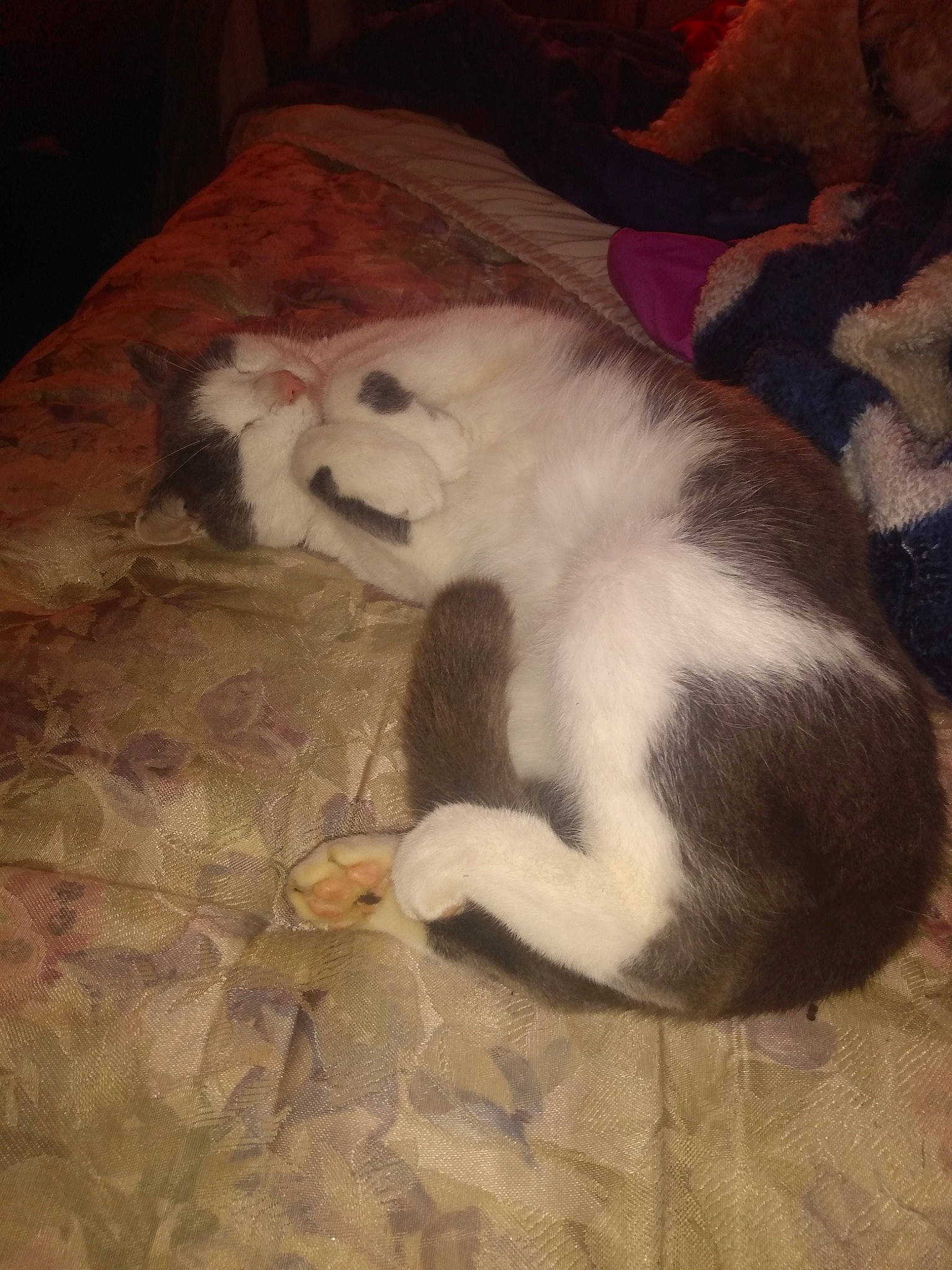 Tommy Mcguire is registered to the contest to win money with this photo: carnivore, cat, comfort, companion_dog, dog_breed, domestic_short_haired_cat, fawn, felidae, flooring, foot, fur, hardwood, paw, pet_supply, small_to_medium_sized_cats, snout, tail, terrestrial_animal, whiskers, wood