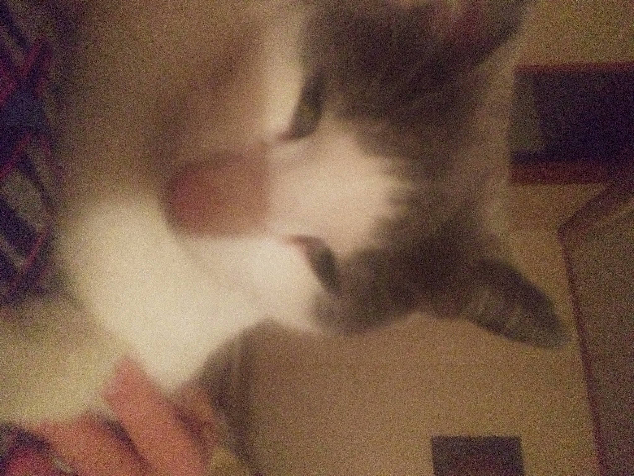 Tommy Mcguire is registered to the contest to win money with this photo: carnivore, cat, claw, darkness, domestic_short_haired_cat, ear, felidae, finger, flooring, foot, fur, gesture, nail, paw, photo_caption, room, small_to_medium_sized_cats, snout, tail, whiskers