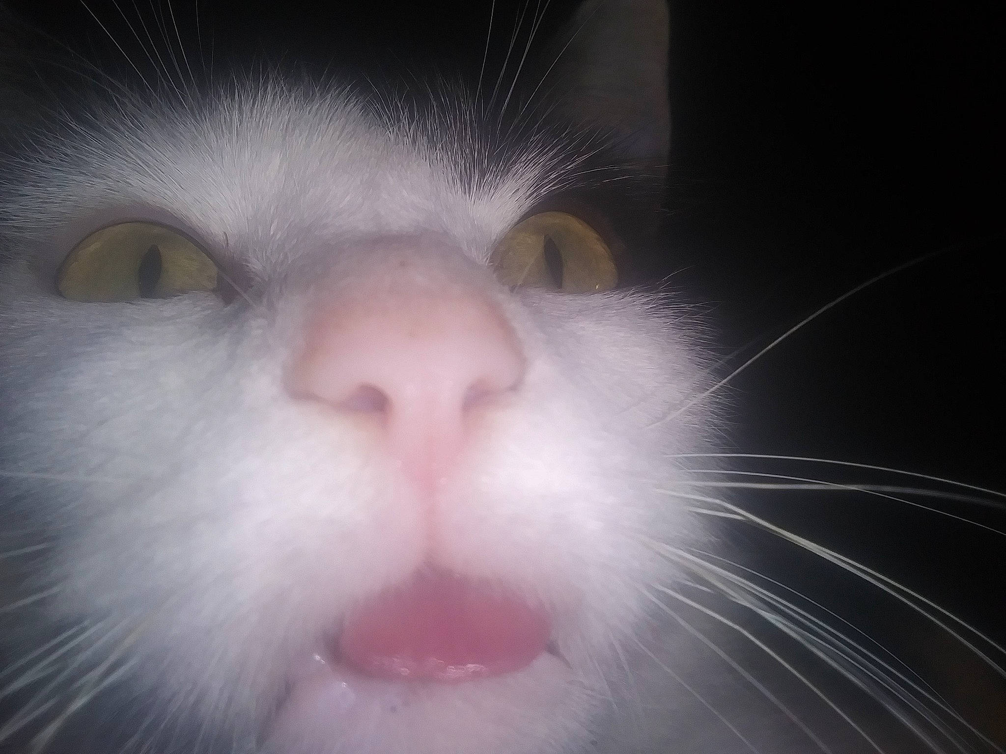 Sally Mcguire is registered to the contest to win money with this photo: art, carnivore, cat, darkness, domestic_short_haired_cat, eyelash, felidae, fur, head, no_expression, nose, paw, small_to_medium_sized_cats, snout, surprised, terrestrial_animal, whiskers