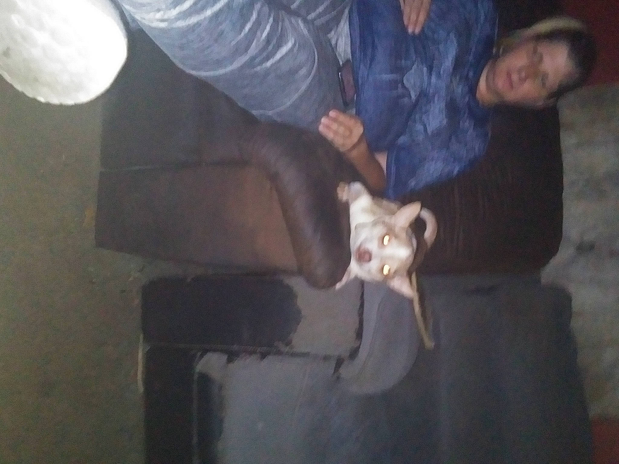 Bruiser Mcguire joined the competition — help win amazing prizes! canidae, carnivore, companion_dog, darkness, dog_breed, fawn, felidae, flash_photography, fun, fur, gesture, night, room, small_to_medium_sized_cats, smile, sporting_group, tree, whiskers