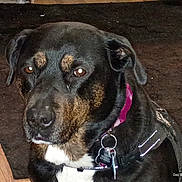 Carlie joined the competition — help win amazing prizes! animal, black_dog, brown_dog, canine, carpet, close_up, collar, dog, dog_tags, domestic_animal, ears, eyes, face, fur, indoor, pet, portrait, reflection, sitting, wood_floor