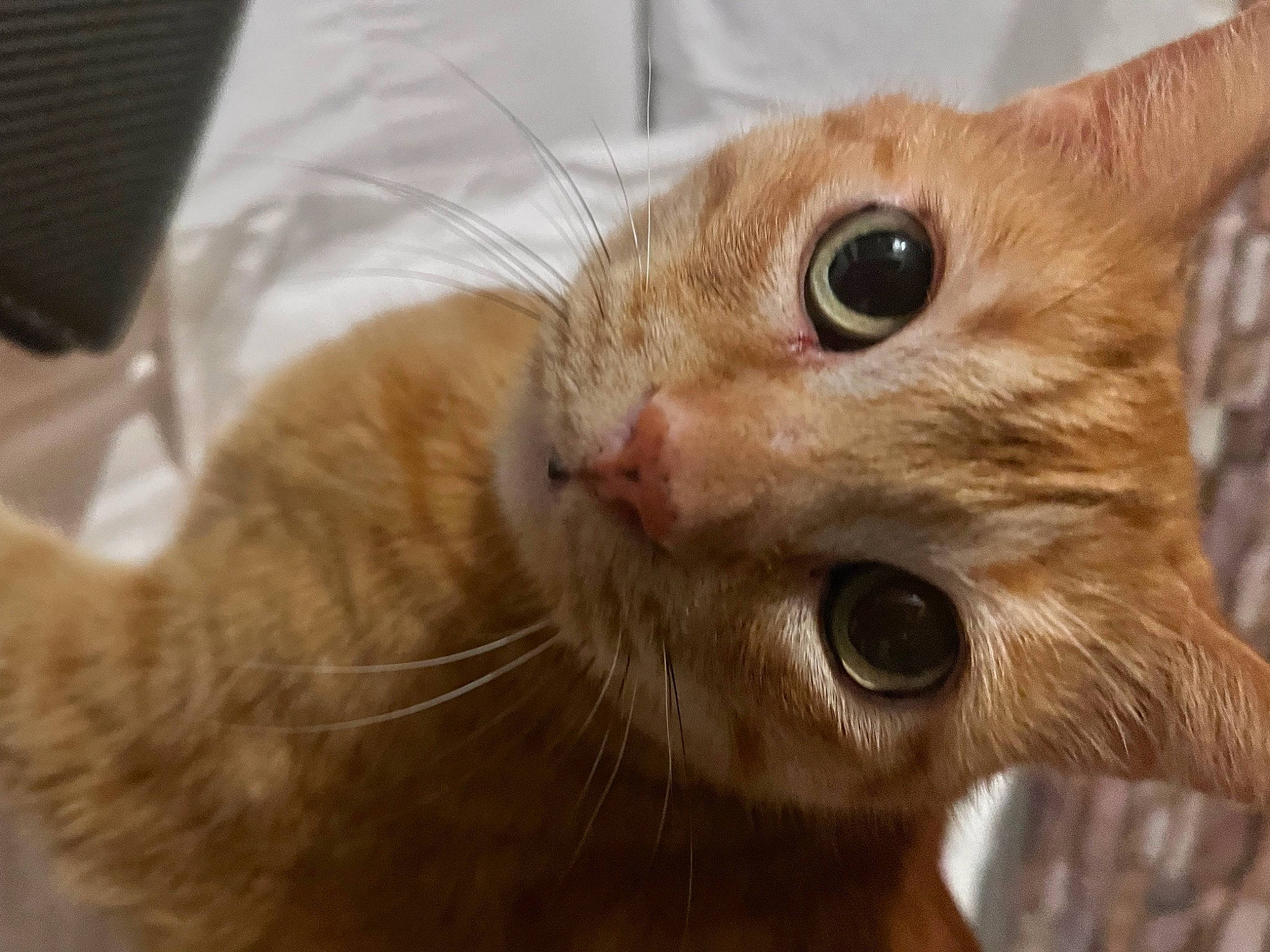 Tipsy is registered to the contest to win money with this photo: carnivore, cat, claw, domestic_short_haired_cat, ear, eye, eyelash, fawn, felidae, fur, paw, small_to_medium_sized_cats, snout, terrestrial_animal, whiskers, wildlife, window