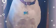 Babygirl is registered to the contest to win money with this photo: accessories, animal, canine, chihuahua, collar, computerhardware, dog, electronics, hardware, hound, labradorretriever, mobilephone, monitor, pet, phone, puppy, screen, snout, text, whitedog