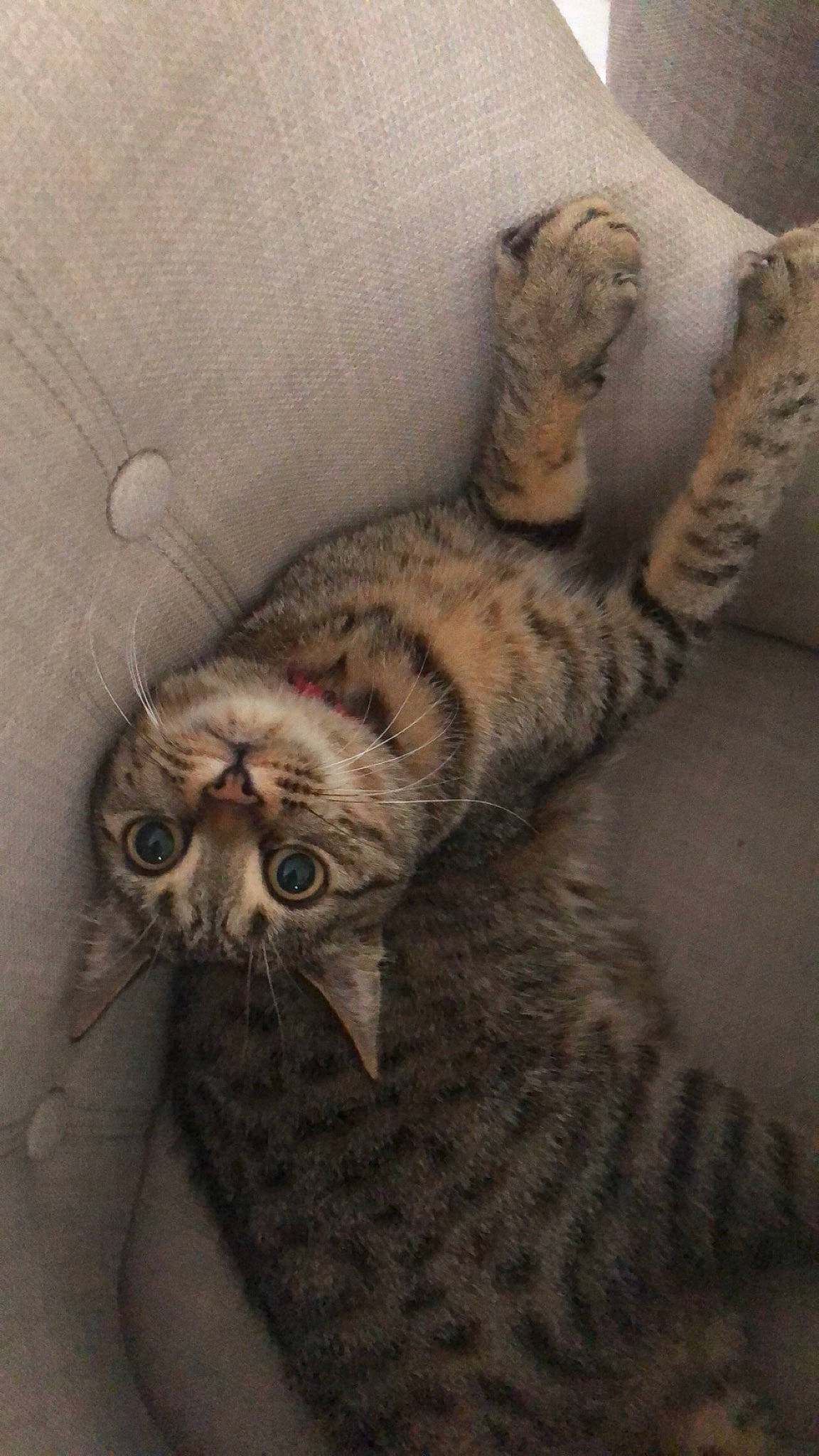 Ouka participe au concours pour gagner de l'argent avec cette photo : american_shorthair, california_spangled, carnivore, cat, domestic_short_haired_cat, dragon_li, egyptian_mau, european_shorthair, felidae, fur, kitten, mammal, ocicat, pixie_bob, savannah, small_to_medium_sized_cats, tabby_cat, whiskers