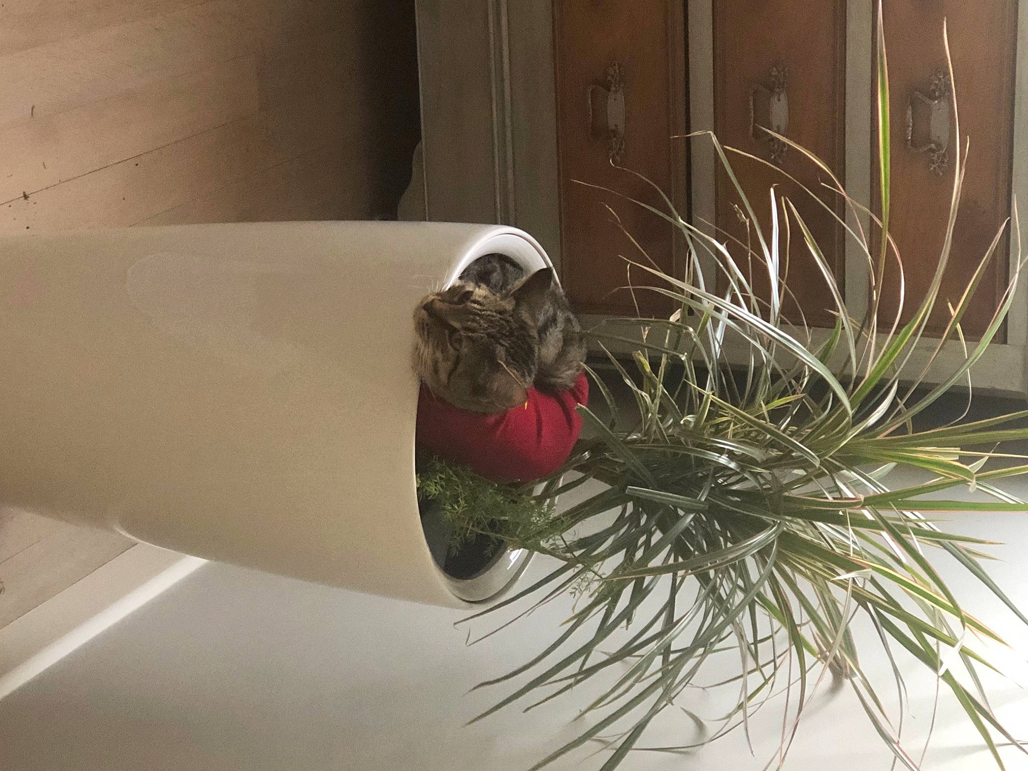 Ouka participe au concours pour gagner de l'argent avec cette photo : houseplant, plant