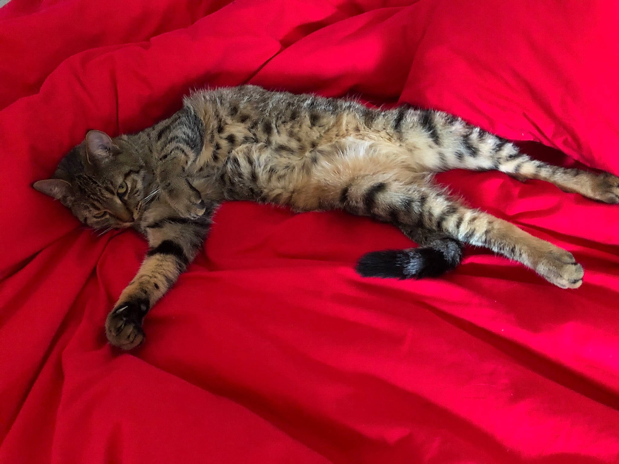 Ouka participe au concours pour gagner de l'argent avec cette photo : bengal, california_spangled, carnivore, cat, domestic_short_haired_cat, dragon_li, egyptian_mau, european_shorthair, felidae, fur, kitten, mammal, ocicat, pixie_bob, small_to_medium_sized_cats, tabby_cat, tail, toyger, vertebrate, whiskers