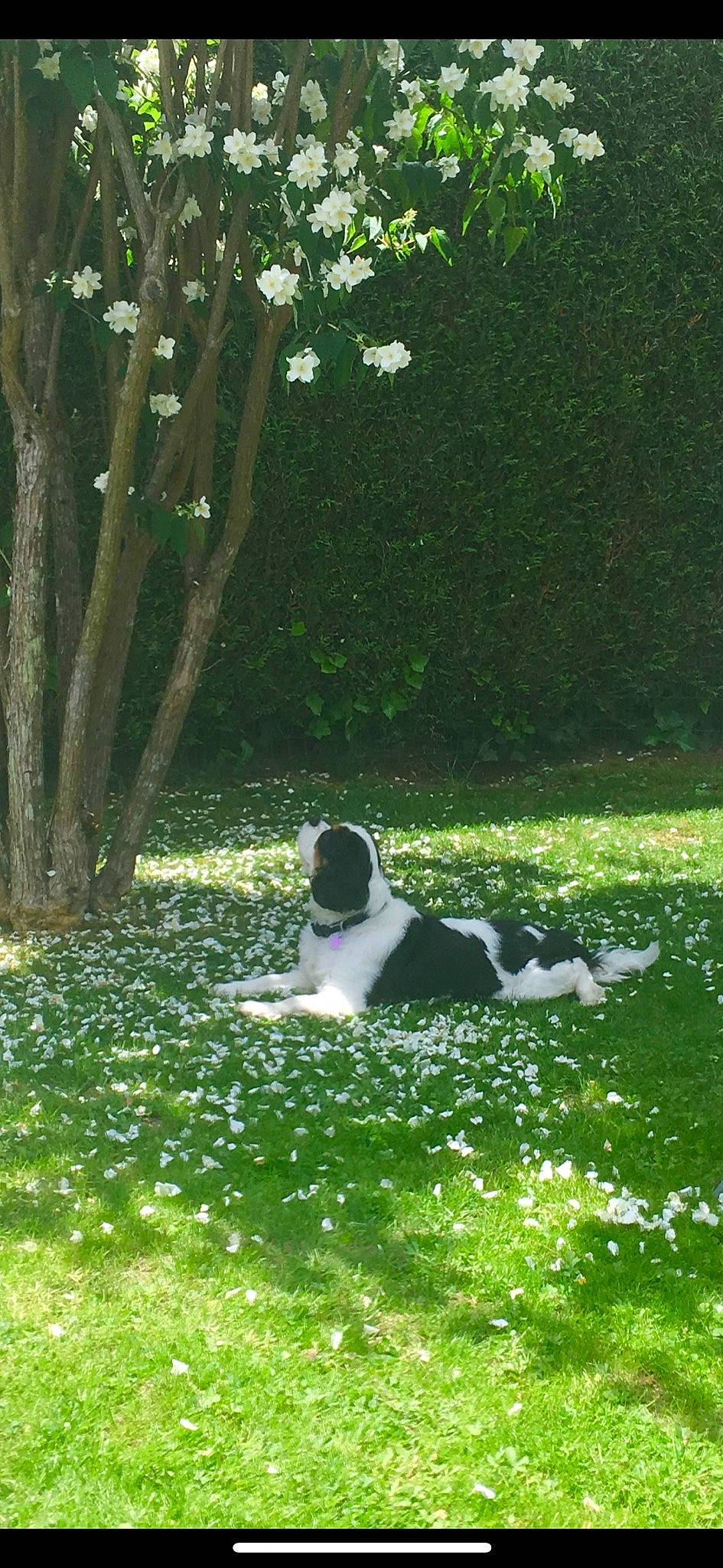 Bahia a rejoint le concours — aidez-le/la à gagner de superbes lots ! botany, canidae, garden, grass, grass_family, green, landseer, lawn, plant, sporting_group, tree