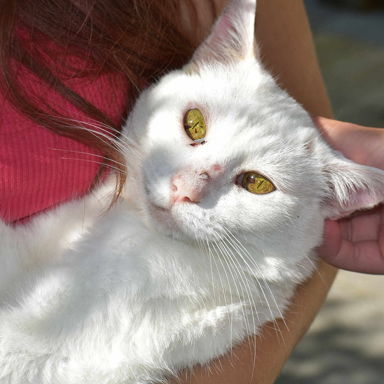 Mimi a rejoint le concours — aidez-le/la à gagner de superbes lots ! affection, animal, cat, close_up, companion, cute, domestic_cat, ear, fur, golden_eyes, holding, human_hand, outdoor, person, pet, relaxing, shadow, sunlight, whiskers, white_cat