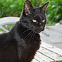 animal, bench, black_cat, close_up, daylight, domestic_cat, feline, fur, greenery, looking_away, mammal, nature, outdoor, peaceful, pet, portrait, sitting, whiskers, wood, yellow_eyes