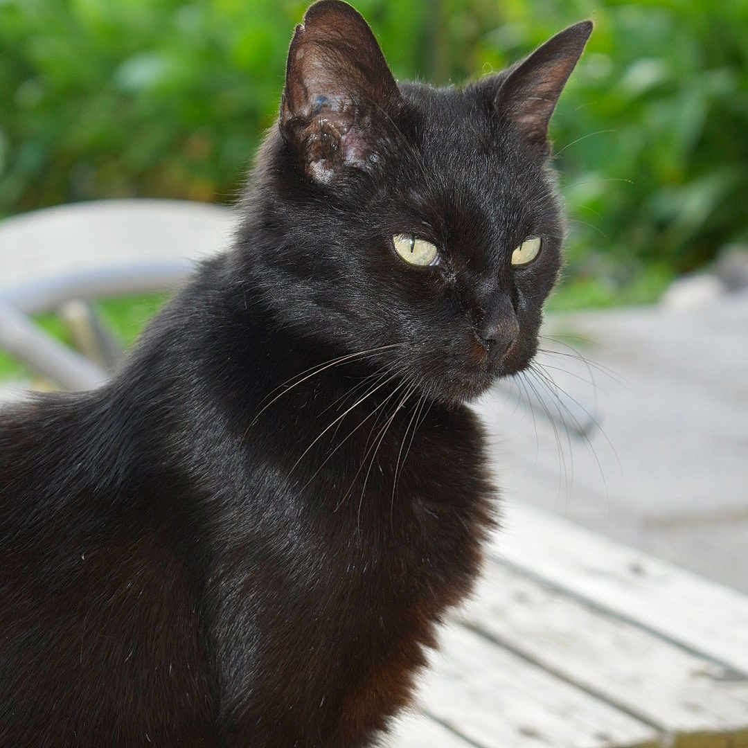 Loi a rejoint le concours — aidez-le/la à gagner de superbes lots ! animal, bench, black_cat, close_up, daylight, domestic_cat, feline, fur, greenery, looking_away, mammal, nature, outdoor, peaceful, pet, portrait, sitting, whiskers, wood, yellow_eyes