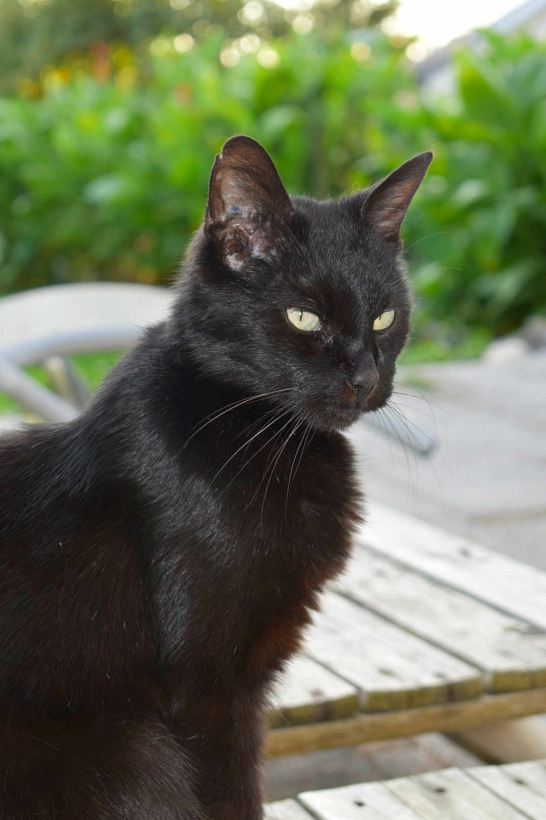 Loi a rejoint le concours — aidez-le/la à gagner de superbes lots ! animal, bench, black_cat, close_up, daylight, domestic_cat, feline, fur, greenery, looking_away, mammal, nature, outdoor, peaceful, pet, portrait, sitting, whiskers, wood, yellow_eyes