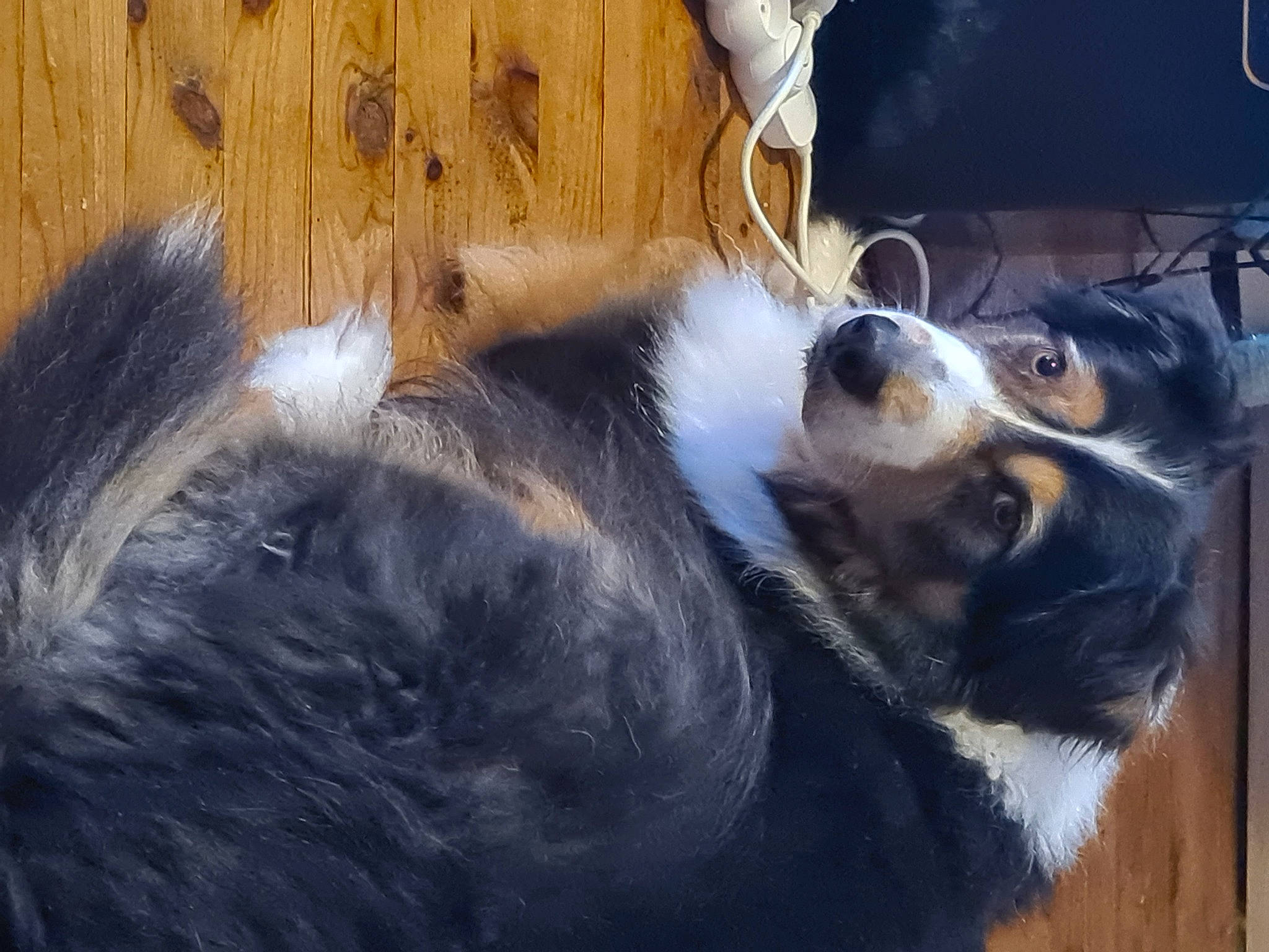 Ace a rejoint le concours — aidez-le/la à gagner de superbes lots ! australian_collie, bernese_mountain_dog, carnivore, collie, companion_dog, dog, dog_breed, felidae, fur, herding_dog, miniature_australian_shepherd, scotch_collie, shetland_sheepdog, small_to_medium_sized_cats, snout, terrestrial_animal, whiskers, wood, working_animal, working_dog