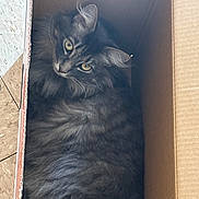 Molly is registered to the contest to win money with this photo: cat, gray_cat, fluffy, cardboard_box, pet, indoor, feline, curious, relaxed, whiskers, yellow_eyes, fur, cozy, animal, cute, domestic_cat, resting, looking_up, box, comfortable