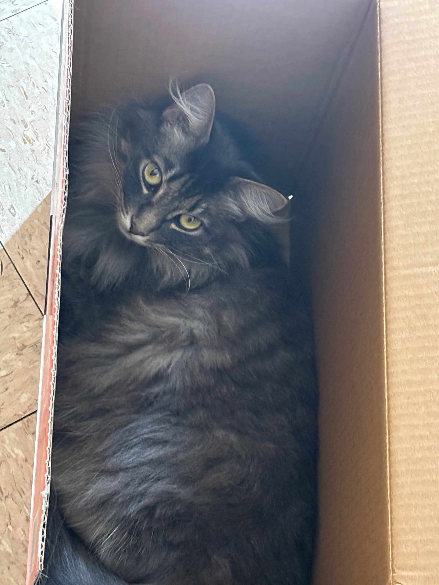Molly is registered to the contest to win money with this photo: cat, gray_cat, fluffy, cardboard_box, pet, indoor, feline, curious, relaxed, whiskers, yellow_eyes, fur, cozy, animal, cute, domestic_cat, resting, looking_up, box, comfortable