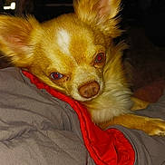 Edzio participe au concours pour gagner de l'argent avec cette photo : dog, small_dog, chihuahua, pet, animal, fur, ears, blanket, red, gray, resting, indoor, cozy, face, closeup, cute, lying_down, fur_texture, domestic_animal, companion