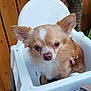 animal, brown_fur, chihuahua, cute, dog, domestic_animal, ears, fur, heterochromia, high_chair, looking_at_camera, nose, outdoor, pet, sitting, small_dog, tree_trunk, white_chair, white_fur, wooden_fence